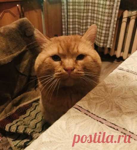 15 суровых котов, к которым и на хромой козе не подъедешь
