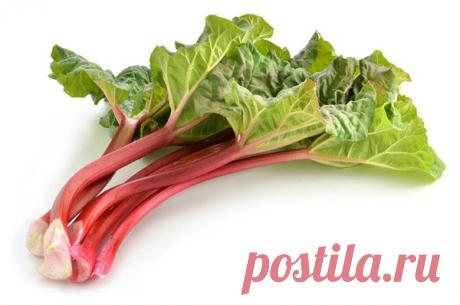 Как вырастить ревень на дачной грядке и получить богатый урожай