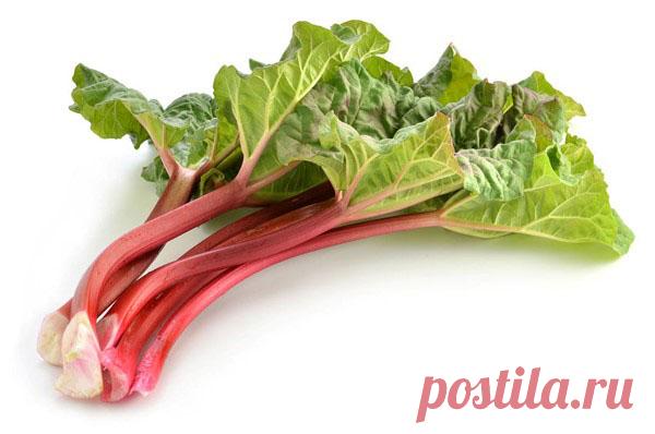 Как вырастить ревень на дачной грядке и получить богатый урожай