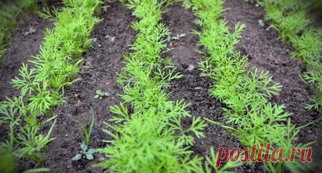 Мій кріп сходить через 3 дня. Саджу за бабусиним методом Щоб кріп зійшов, потрібно не менше двох тижнів. А іноді трапляється так, що з якихось незрозумілих причин він взагалі не сходить. Але ми знаємо два відмінних методb, які не тільки гарантують те, що зелень проросте, але і прискорюють цей процес до трьох днів.



Багато хто не знає, що є методи, які д