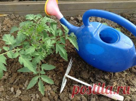 НАШАТЫРНЫЙ СПИРТ В БОРЬБЕ ЗА УРОЖАЙ.

Оказывается, нашатырный спирт в борьбе за высокий урожай, может оказать нам ни одну услугу.

Многие растения, такие как помидоры, огурцы, а также лилии, клематисы, герань, очень отзывчивы на подкормки в состав которых входит нашатырный спирт.

В 4-5 литрах воды достаточно всего лишь растворить 50 мл нашатыря и в небольшом количестве подкормить растеньица после обильного полива.

Нашатырный спирт также является отличным средством в борь...