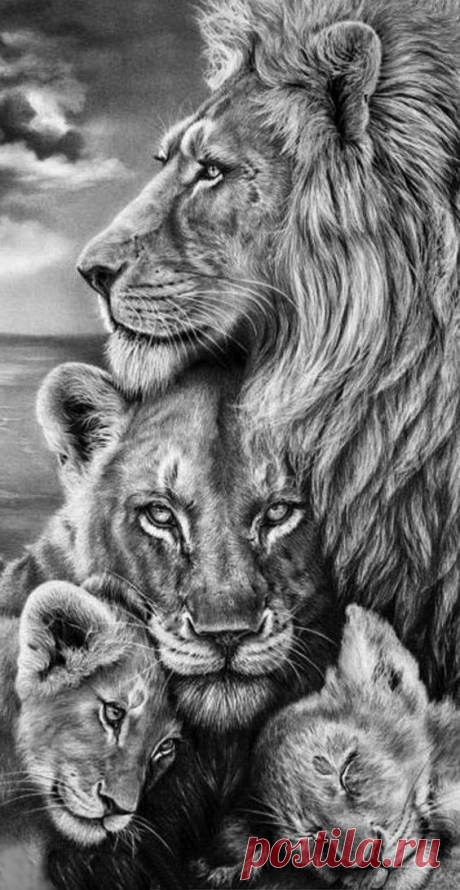 (55) Pinterest