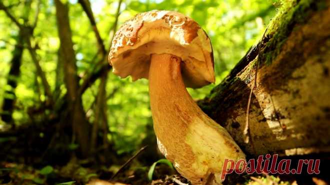 Как не уйти из леса без грибов. Советы профессионального миколога Чтобы насобирать полные корзины грибов, приходится прочесывать гектары леса. От этого устают ноги и спина, тратится много времени. На самом деле микологи давно определили места, в которых грибы растут на каждом шагу. Зная эти секреты, можно сразу находить большие скопления грибов, не тратя силы и