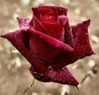 Flowers – Сообщество – Google+