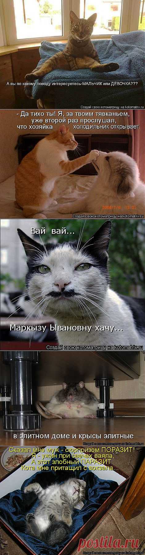Котоматрица: Лучшие за всё время
