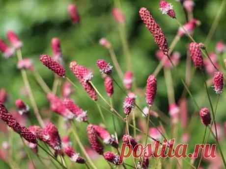 Эта травка ставит на ноги и лечит рак! Уже многим людям помогла!