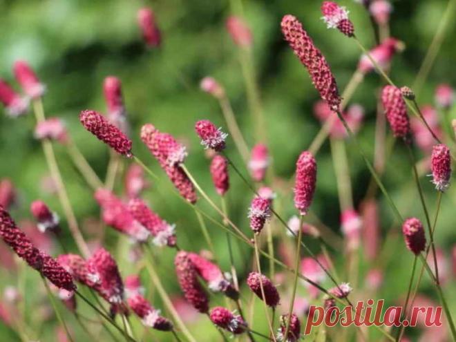 Эта травка ставит на ноги и лечит рак! Уже многим людям помогла!