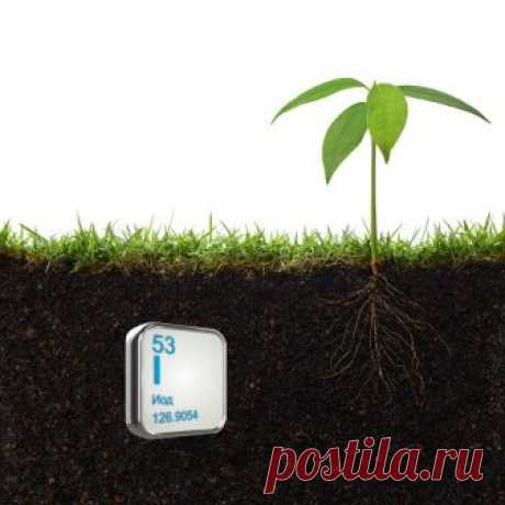 Одна капля йода, и ты не узнаешь свой огород! Против фитофтороза, мучнистой росы и вредителей. – REPLIKA