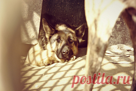 Пригород Кабула. Уставший от стрельбы...!