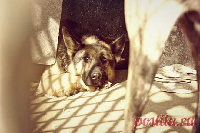 Пригород Кабула. Уставший от стрельбы...!