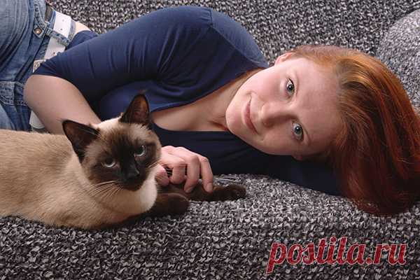 Сиамские кошки и их особенности