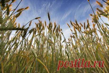 В России предложили увеличить квоту на вывоз из страны зерна. Министерство сельского хозяйства России предложило увеличить на 4 миллиона тонн квоту на экспорт зерна в 24 миллиона тонн, которая будет введена в действие с 15 февраля. Ведомство будет распределять объем дополнительной тарифной квоты между теми экспортерами, которые уже получили часть от основной квоты.