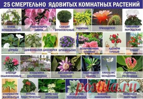 25 смертельно ядовитых комнатных растений.
С указанием самых тяжёлых последствий отравления.
Основные меры предосторожности - недоступность растений для маленьких детей и домашних животных, осуществление ухода за растениями в резиновых перчатках, тщательное мытьё рук.
Показать полностью…