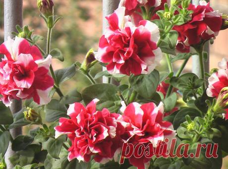 Петуния - хвастаемся цветущими растениями - Страница 17 - Форум цветоводов Фрау Флора