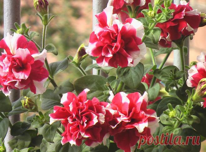 Петуния - хвастаемся цветущими растениями - Страница 17 - Форум цветоводов Фрау Флора