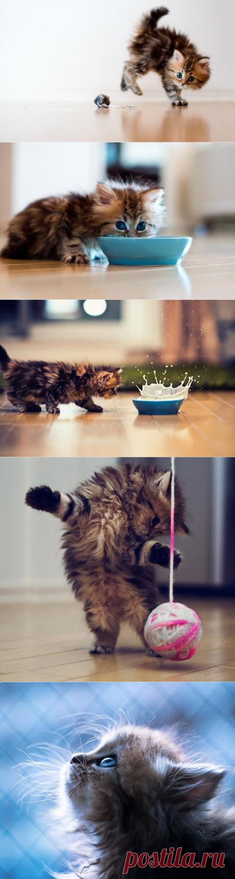 Море положительных эмоций от такого маленького котенка | Дай лапку