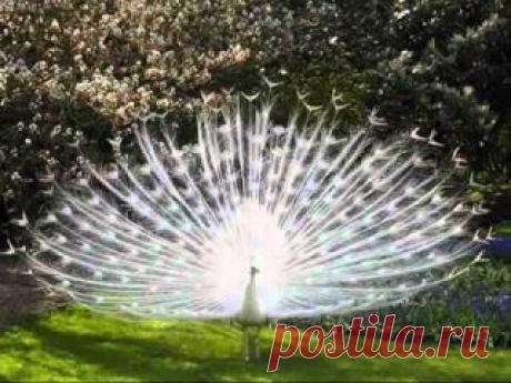 Валерия Нестерова (Голосова)