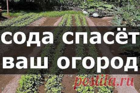 (59) Одноклассники