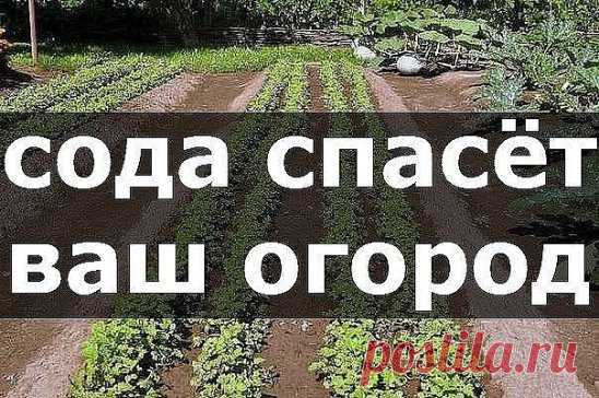 (59) Одноклассники