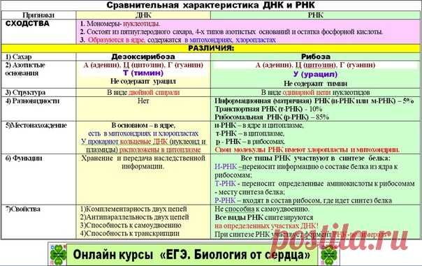 СРАВНЕНИЕ ДНК И РНК В ОДНОЙ ТАБЛИЦЕ