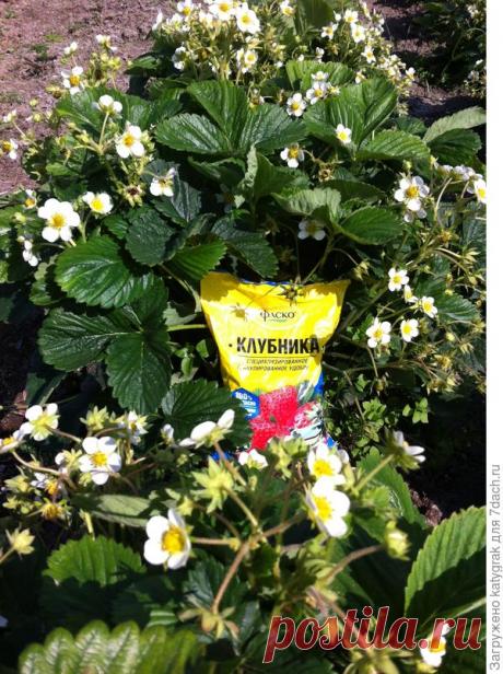 Как правильно посадить клубнику: необычный способ посадки на шишку. Подкормки при посадке. Фото