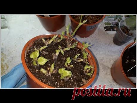 Февральское черенкование клематиса. Укореняем черенки.