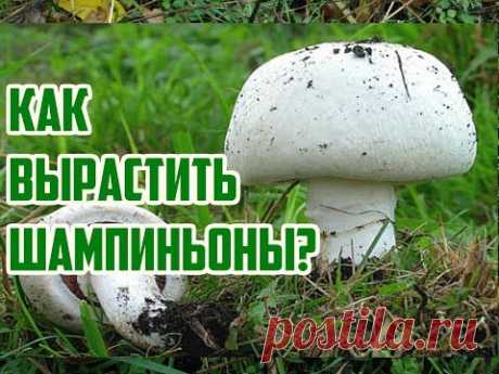 По вопросам сотрудничества - thegreenboyplanet@gmail.com Расскажу как можно вырастить грибы шампиньоны в домашних условиях на даче или в саду. Покажу как под...