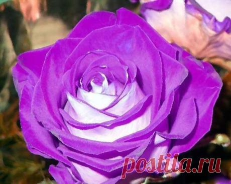 Flowers – Roses - Розы. – Сообщество – Google+