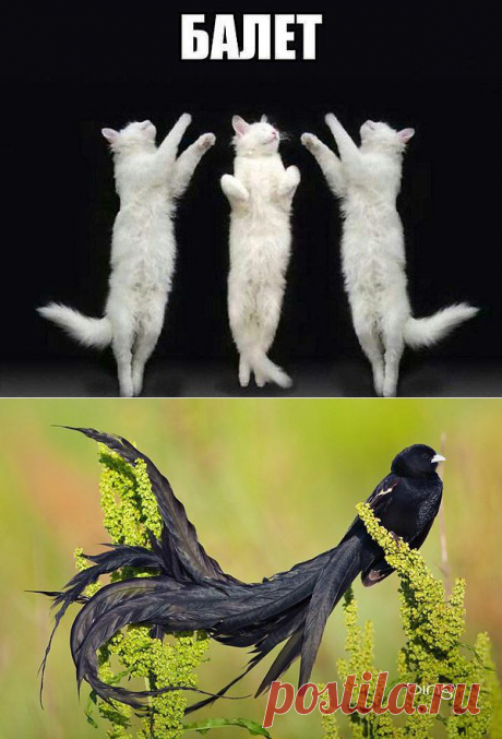 пп
