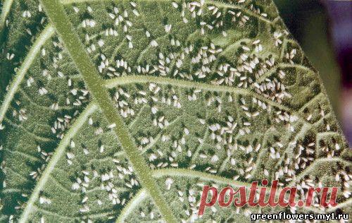 КАК ПОБОРОТЬ ВРЕДИТЕЛЕЙ БЕЗ ХИМИИ..