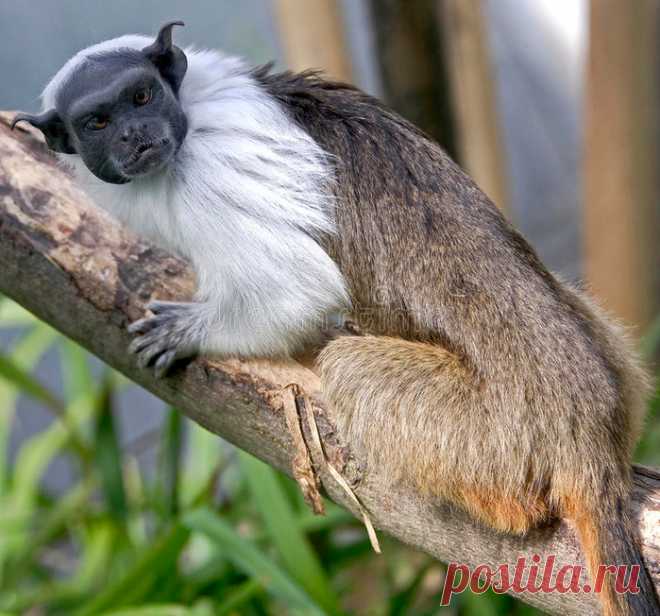 Пегие тамарины не любят длиннохвостых кошек!