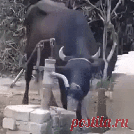 Умная корова