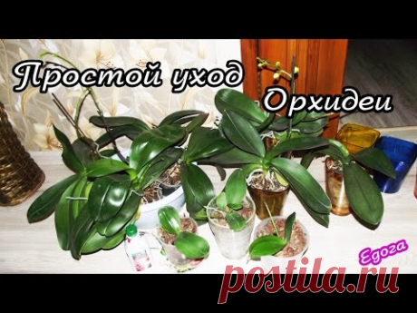 ОРХИДЕИ - ПРОСТОЙ УХОД. - YouTube