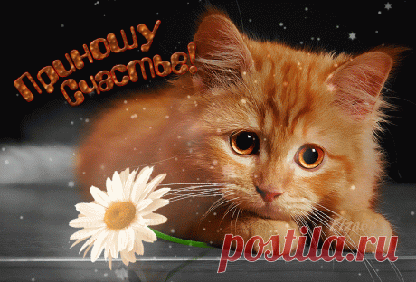 Я приношу cчастье ! Dizona