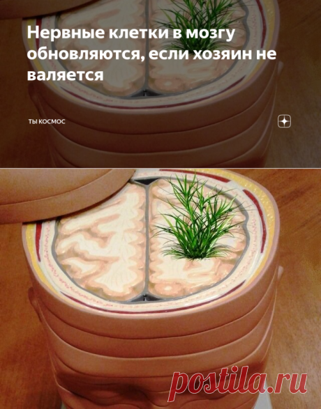 Нервные клетки в мозгу обновляются, если хозяин не валяется | ТЫ КОСМОС | Яндекс Дзен