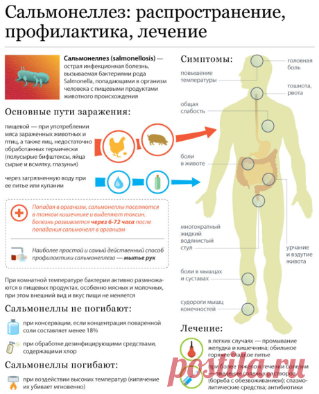 Сальмонеллез: распространение, профилактика, лечение