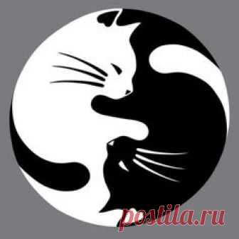 Cat ying yang