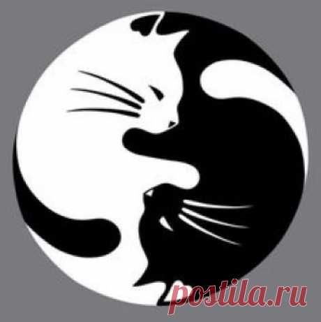 Cat ying yang