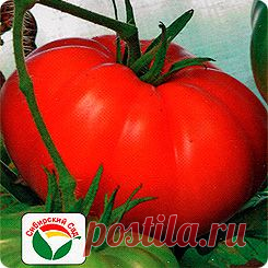 Томат Гордость Сибири, 20 шт.