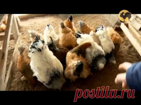 Болезни кур. Живой дом 129. - YouTube
