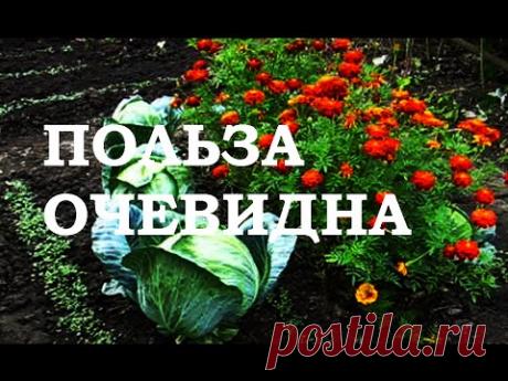 СМЕШАННЫЕ ПОСАДКИ   ПОЛЬЗА ОЧЕВИДНА - YouTube