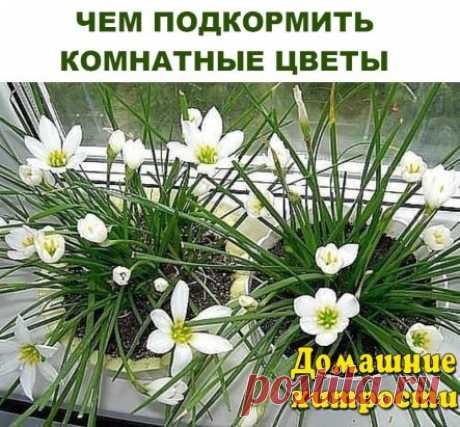 ЧЕМ ПОДКОРМИТЬ КОМНАТНЫЕ ЦВЕТЫ