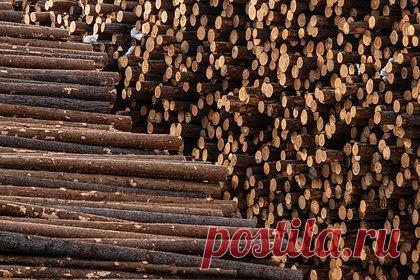 Китай начал помогать России продавать лес