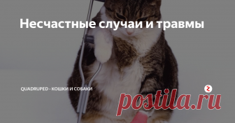 Несчастные случаи и травмы Не новость, что кошка – очень непоседливое и любопытное животное, за которым нужно постоянно наблюдать.