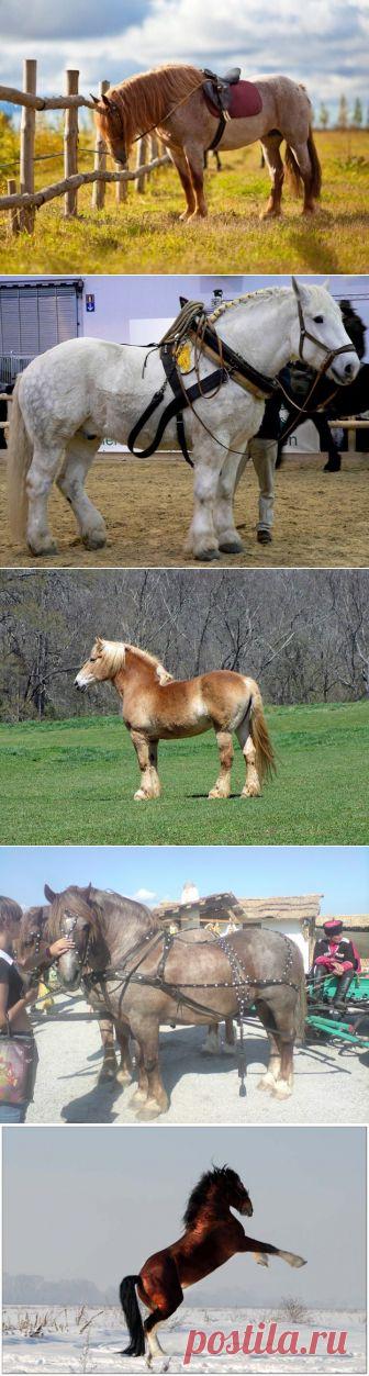 (+1) тема - Тяжеловозы - самые большие и сильные лошади | НАУКА И ЖИЗНЬ