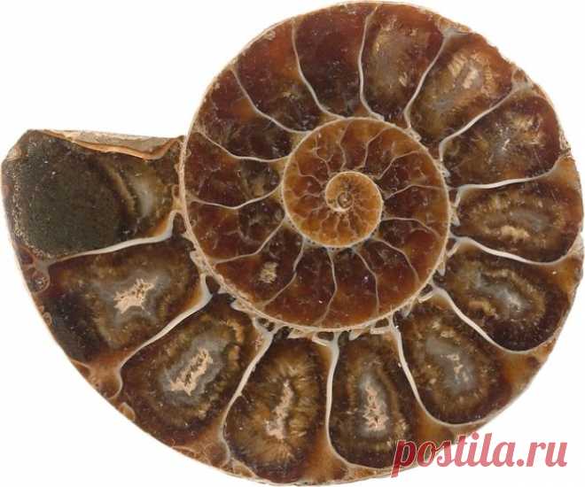 Золотое сечение: как это работает | ПолонСил.ру - социальная сеть здоровья