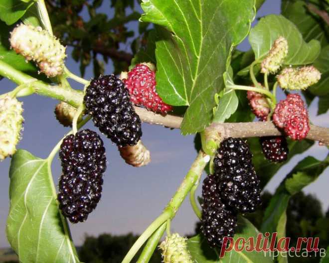 Вкуснятинка: Необычные варенья (10 фото) Варенье из шелковицы  Для варенья лучше брать не совсем созревшие ягоды шелковицы. Вначале готовится густой сироп из стакана воды и 300 г сахара. Им заливается 400 г ягод и доводится до кипе