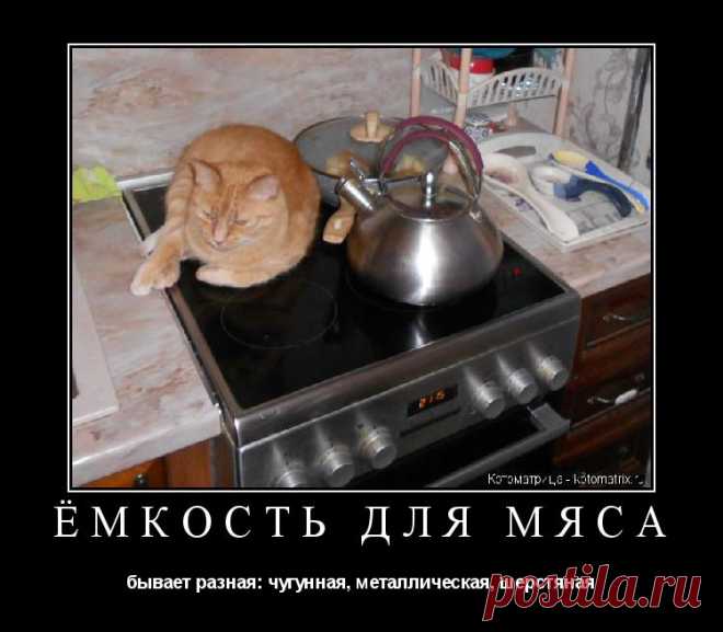Котоматрица: Раздел 