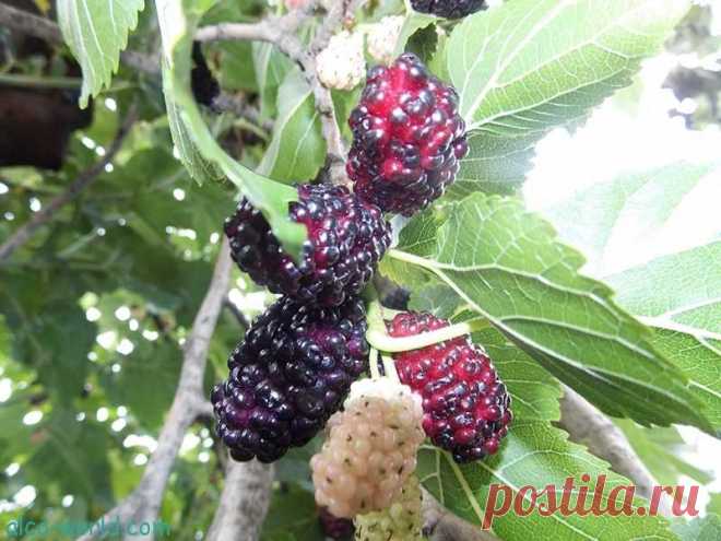 Приготовление вина из шелковицы в домашних условиях