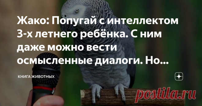 Жако: Попугай с интеллектом 3-х летнего ребёнка. С ним даже можно вести осмысленные диалоги. Но ужасно много мороки Тебе одиноко? Вечерами после работы ты сидишь в пустой квартире и не знаешь, чем себя занять? Выход есть! Купи себе жако, самого болтливого попугая-интеллектуала! Да, ты можешь найти друзей, начать отношения и даже завести детей, но зачем? Друзья предают, любовь проходит, дети покидают отчий дом, а попугай останется с тобой на 40-50 лет всего за 120 тысяч руб...